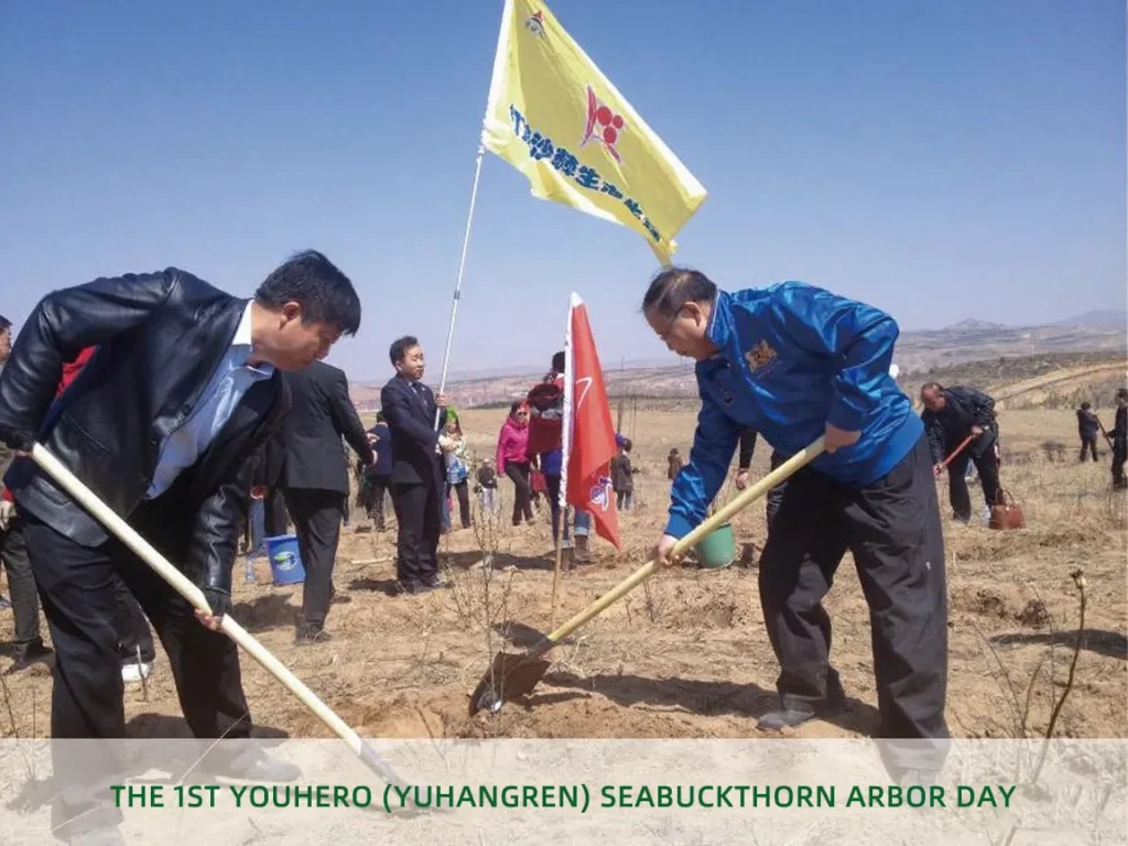youhero for sea buckthorn tree planting