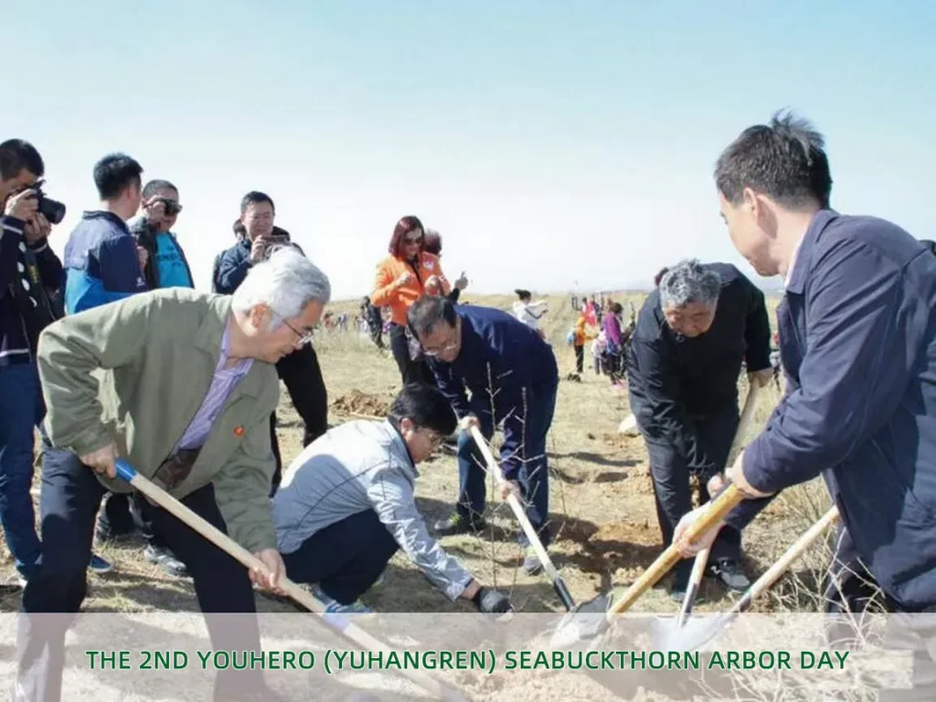 youhero for sea buckthorn tree planting
