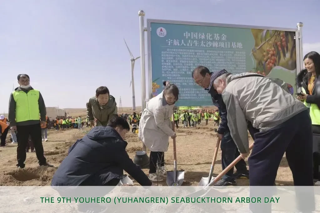 youhero for sea buckthorn tree planting