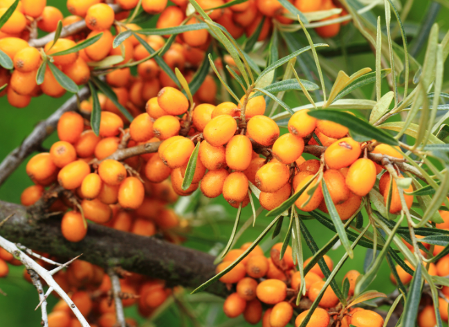 benefits of sea buckthorn