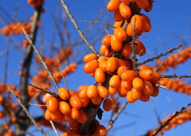sea buckthorn benefit