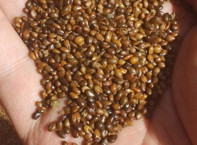 sea buckthorn seed