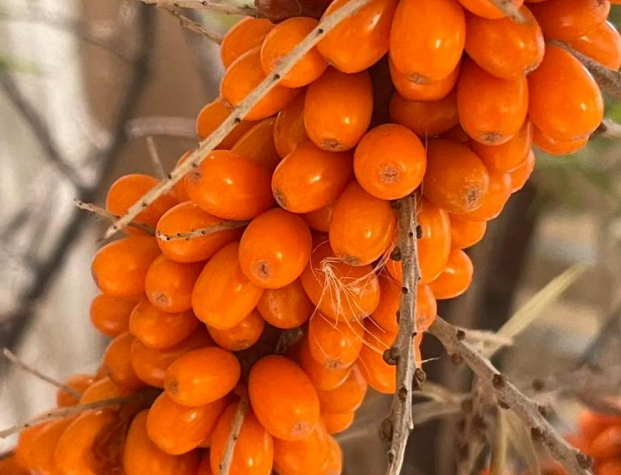 what is the sea buckthorn benefit