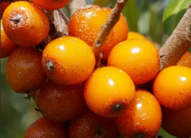 how to choose sea buckthorn manufacturer