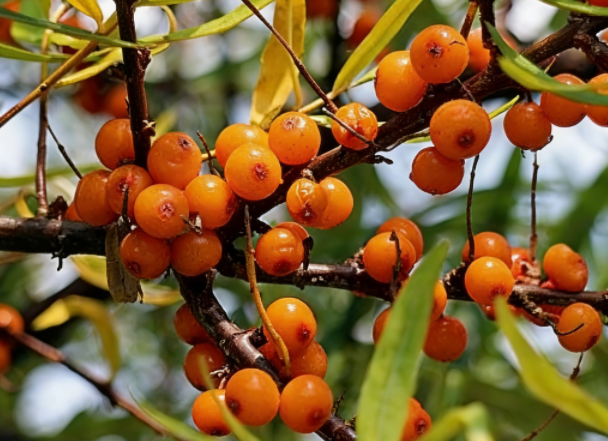 how to make sea buckthorn juice at factory