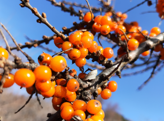 benefits of sea buckthorn for woman's skin