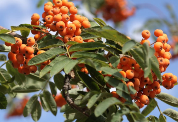 sea buckthorn benefits for woman