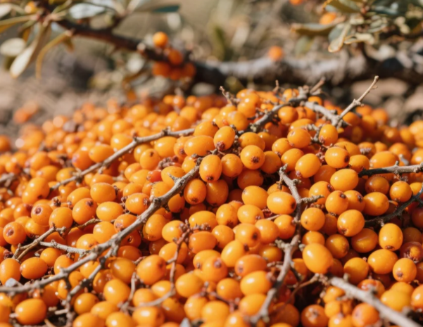 sea buckthorn beneftis for women