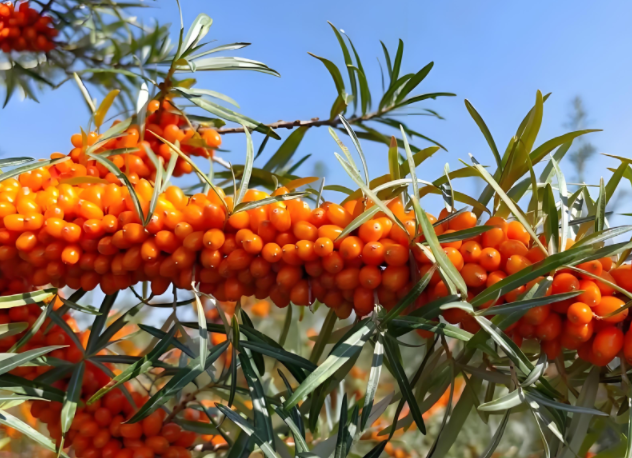 sea buckthorn good for joint and bone