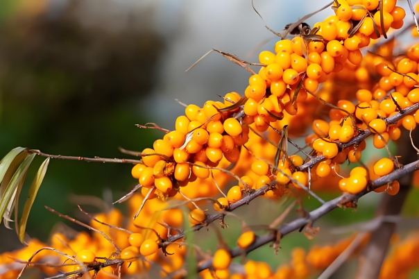 sea buckthorn for stomach