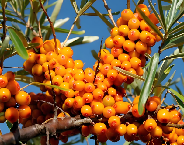 what is sea buckthorn