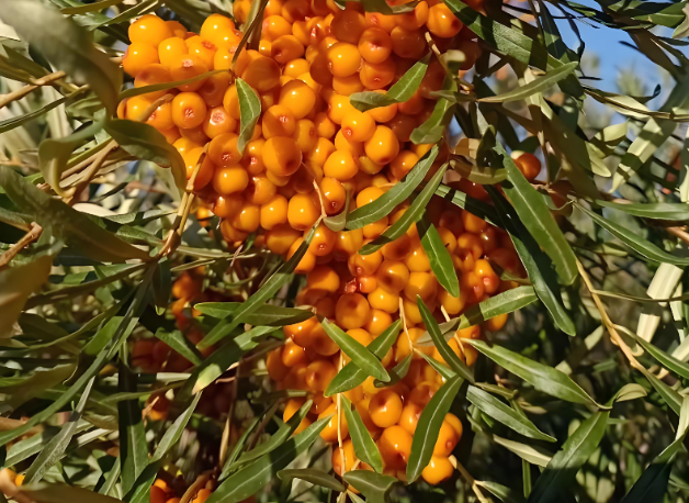 what is sea buckthorn