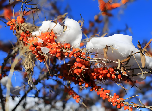 wild sea buckthorn benefits