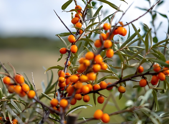 wild sea buckthorn