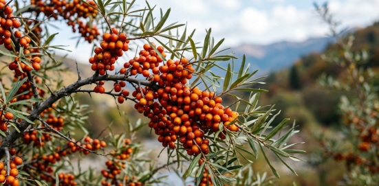 sea buckthorn with high antioxidant content