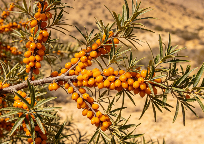 why sea buckthorn is superfruit