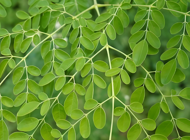 what is moringa