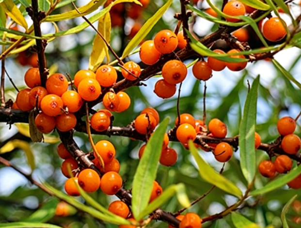 what is sea buckthorn