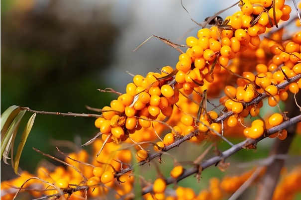 What is Sea Buckthorn