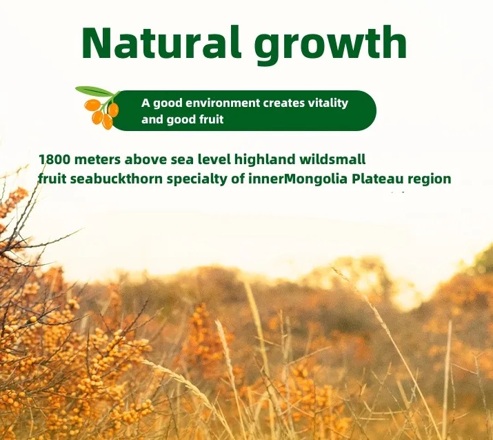 sea buckthorn from inner Mongolia Plateau