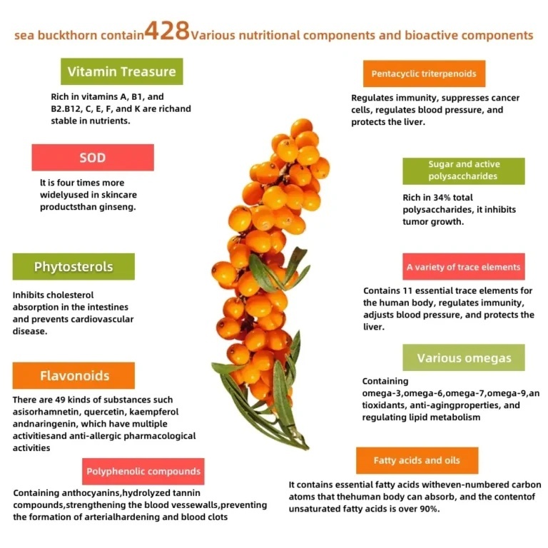 Sea buckthorn nutritional bioactive components and omega fatty acids infographic