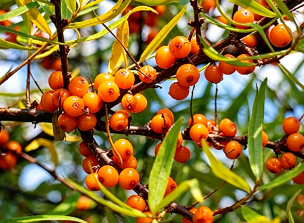 sea buckthorn omega 7