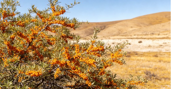 Sea Buckthorn Color Vary by Variety and Region